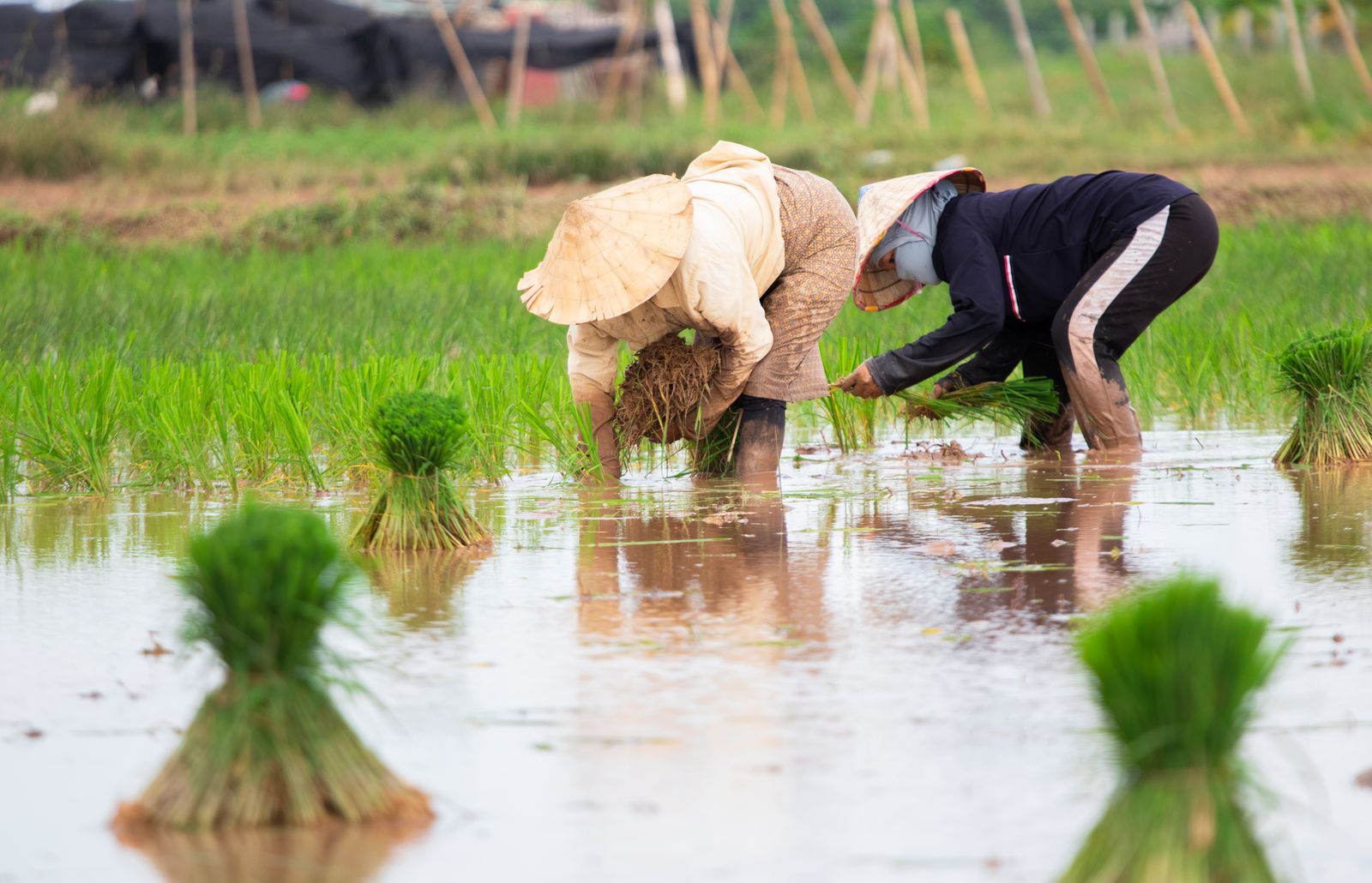 Farmers transplanting bright green rice seedlings in a paddy field