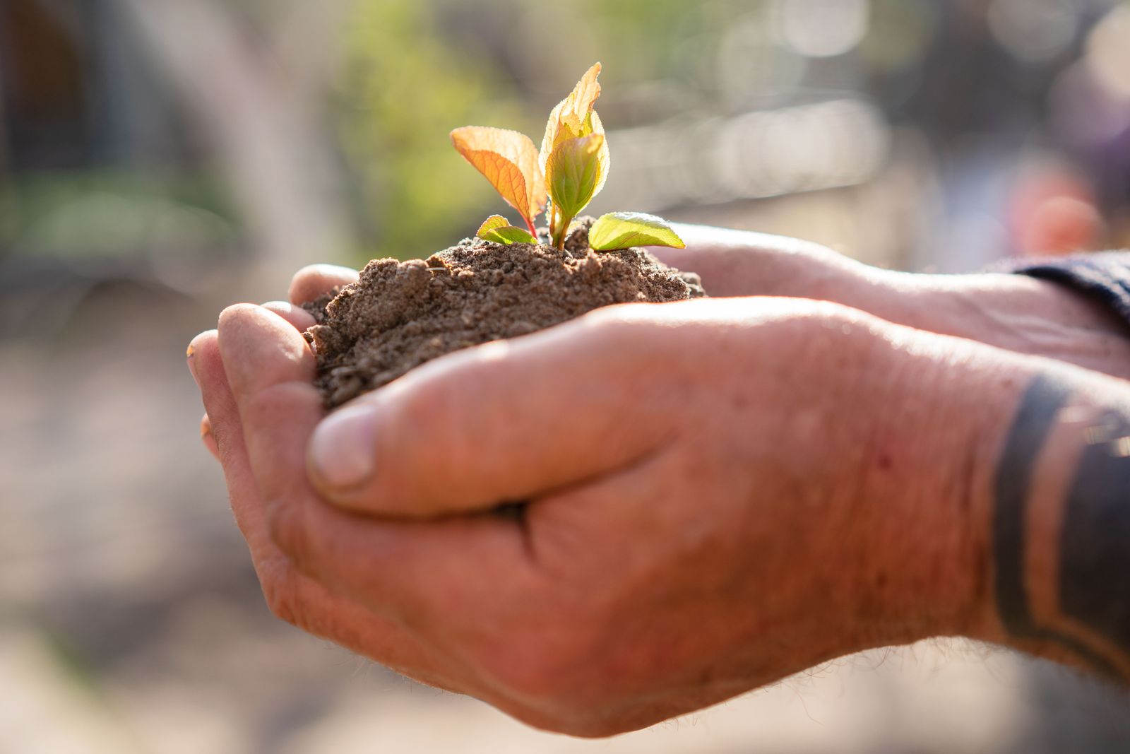 Hands holding dark soil with a young green seedling
