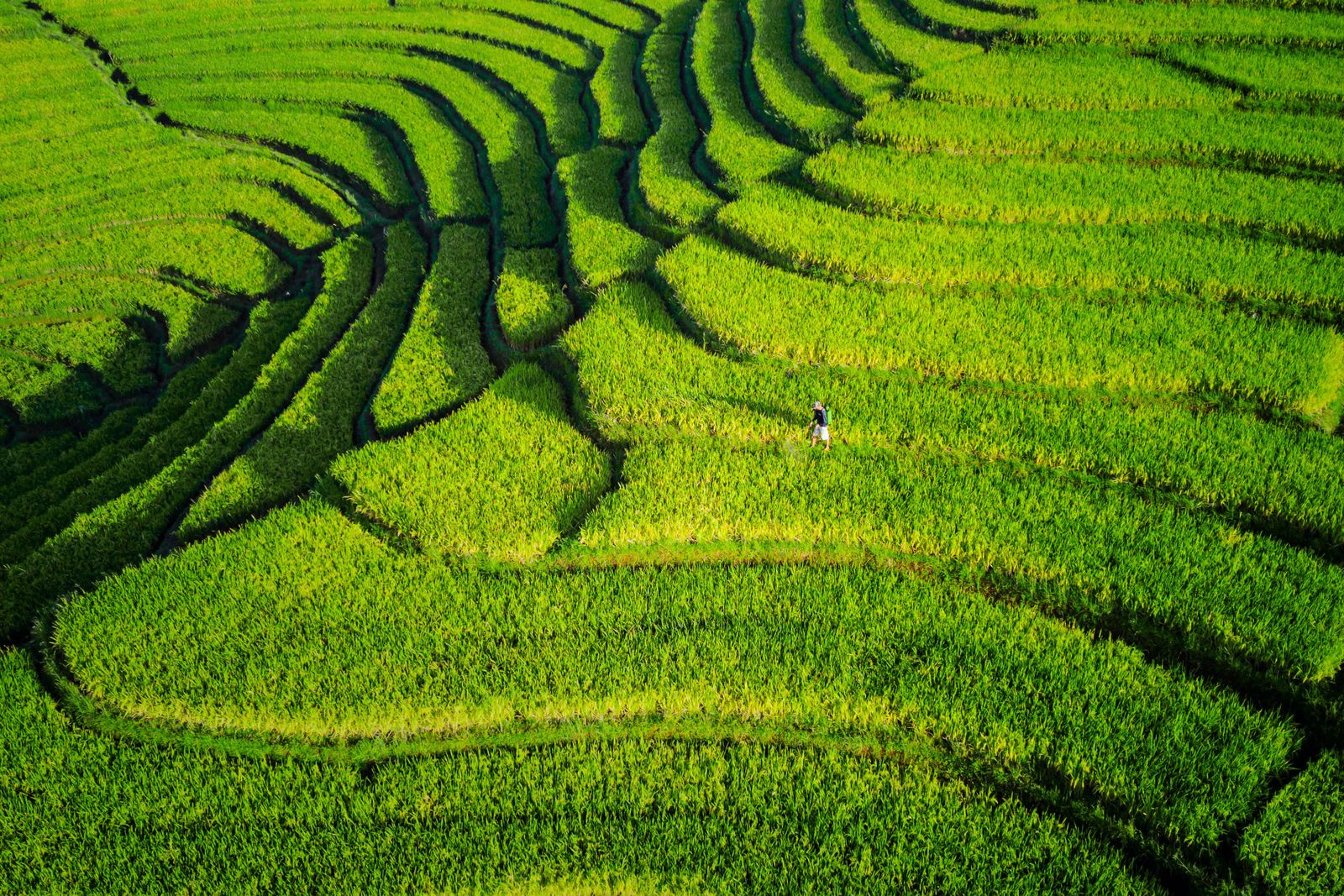 Aerial view of lush green Indonesian rice terraces